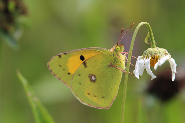identificazione farfalla
